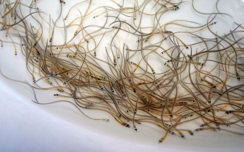 A bucket of elvers