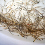A white bowl filled with elvers, also known as glass eels.
