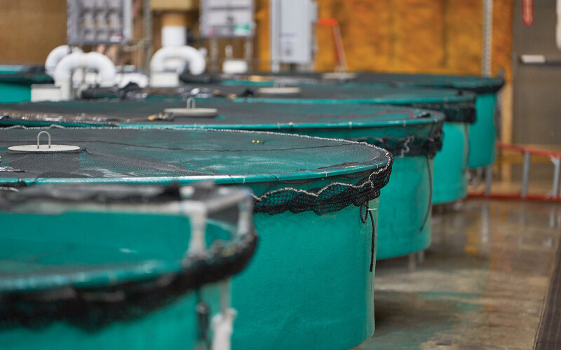 AquaBounty's facility in Albany, Indiana, U.S.A.