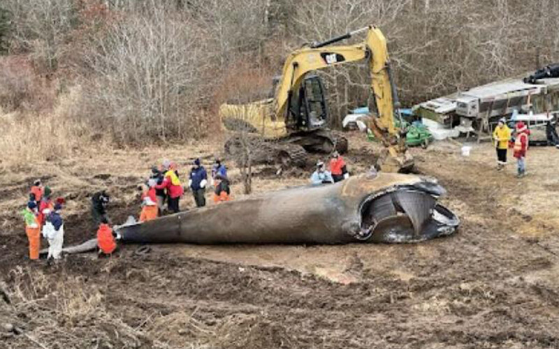 A dead North Atlantic right whale.