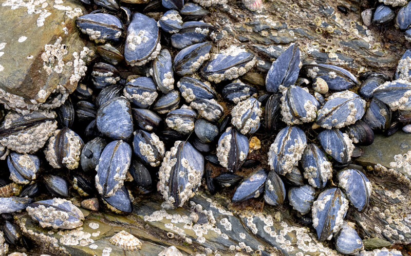 A cluster of mussels in a creek in England.