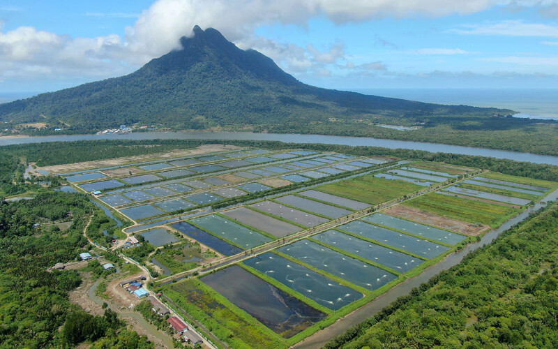 A Malaysian shrimp farm.