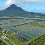 A Malaysian shrimp farm.