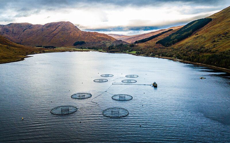 A salmon-farming operation in the Scottish highlands.
