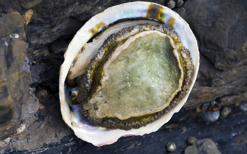 A picture of an abalone, one of I&J's top products.