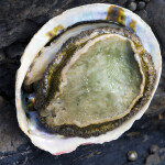 A picture of an abalone, one of I&J's top products.