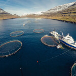 A set of net pens operated by Bakkafrost in a fjord.