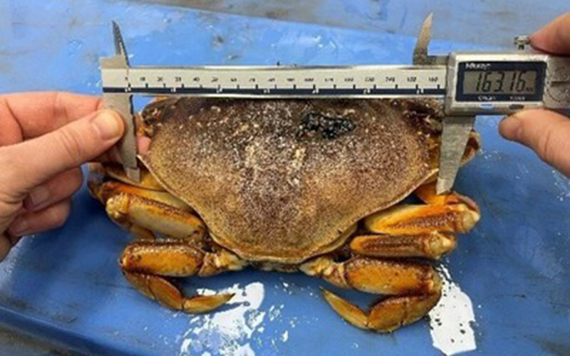 An undersized Dungeness crab found in the facility of Tenshi Seafood.