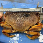 An undersized Dungeness crab found in the facility of Tenshi Seafood.