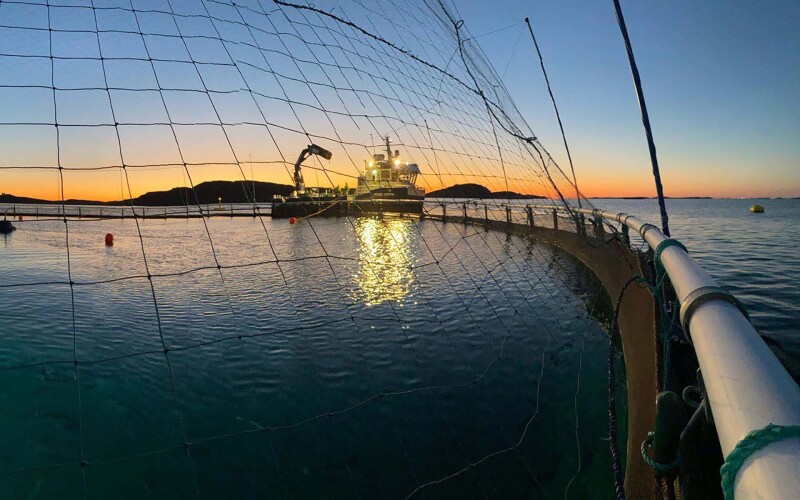 A Norcod cod farm at sunrise