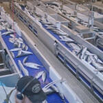 An Optimar-designed fish handling system inside a fish processing plant