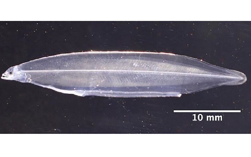 Eel larvae at 99 days old in Kindai University's closed-cycle breeding program