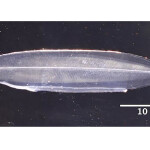 Eel larvae at 99 days old in Kindai University's closed-cycle breeding program
