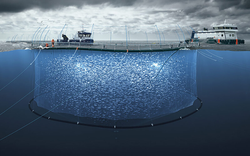 A rendering of New Zealand King Salmon's planned offshore salmon farm dubbed Blue Endeavor