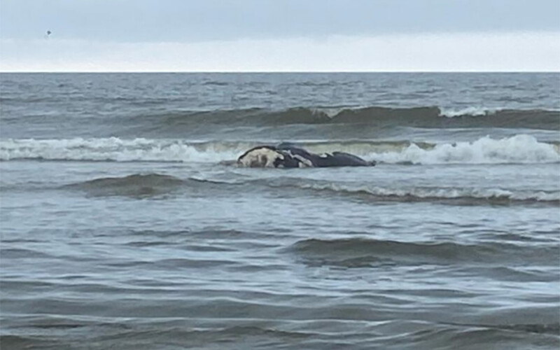 A dead, floating North Atlantic right whale calf off the coast of Georgia