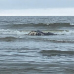 A dead, floating North Atlantic right whale calf off the coast of Georgia