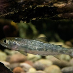 An Atlantic salmon smolt