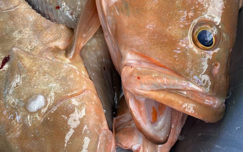 A pile of red grouper