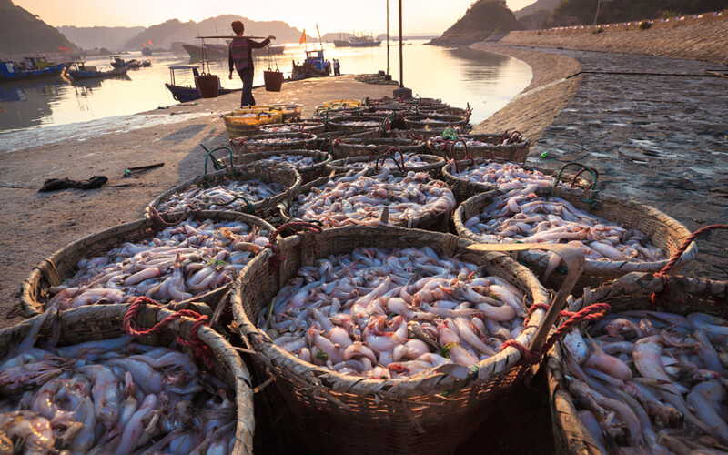 Fresh catch at a Chinese harbor