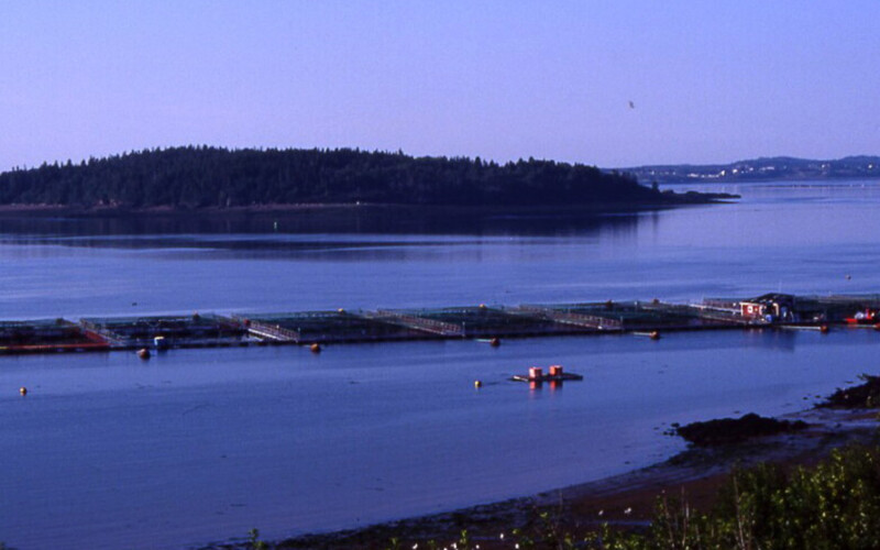 A Maine aquaculture site
