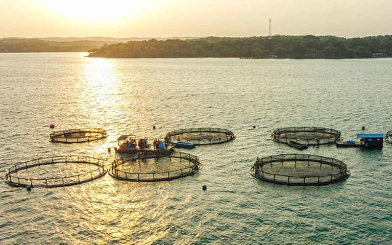 Oceanpick's barramundi farm in Sri Lanka