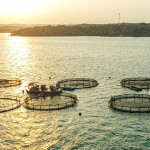 Oceanpick's barramundi farm in Sri Lanka