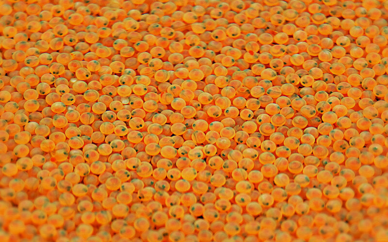A big pile of salmon eggs