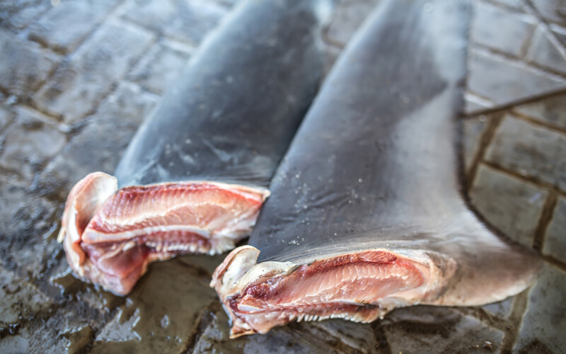 Shark fins attained illegally