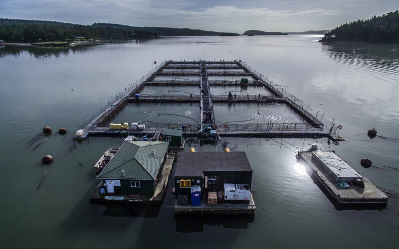 A Cooke Aquaculture Pacific net-pen in Puget Sound.