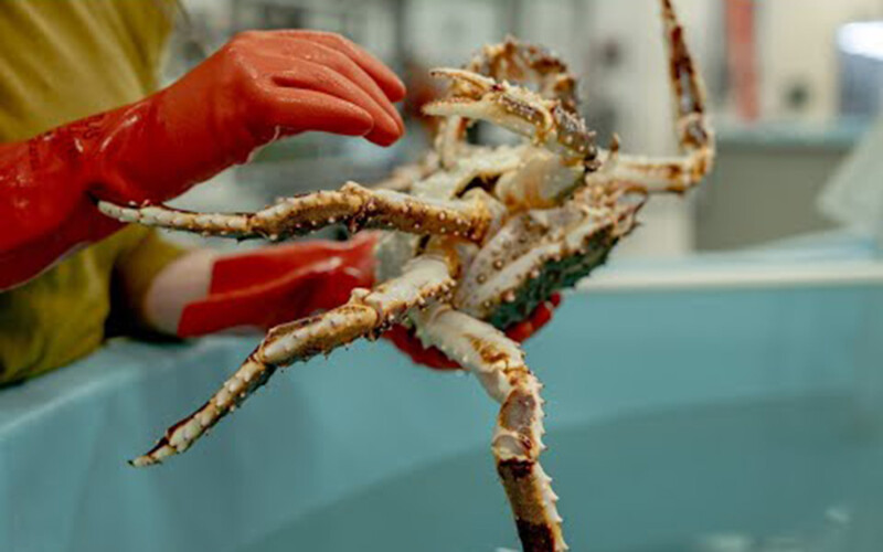 A worker handling a king crab