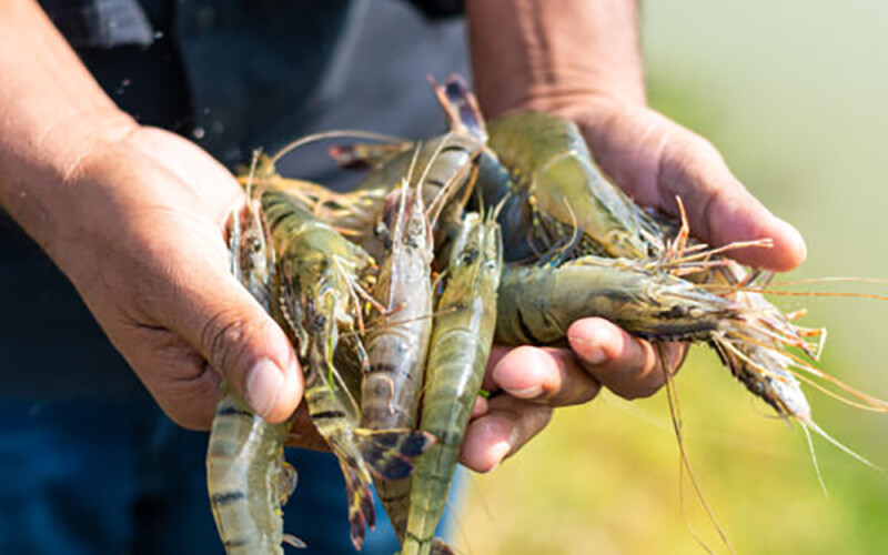 A Thai Union employee with a handful of large shrimp