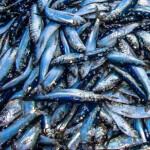 A pile of Atlantic herring