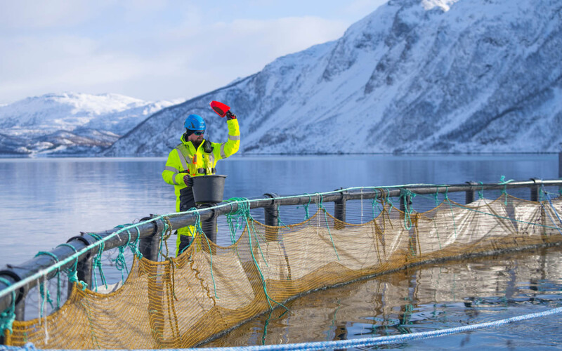 An aquaculture worker feeding salmon in a net pen