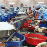 An Indian shrimp-peeling operation