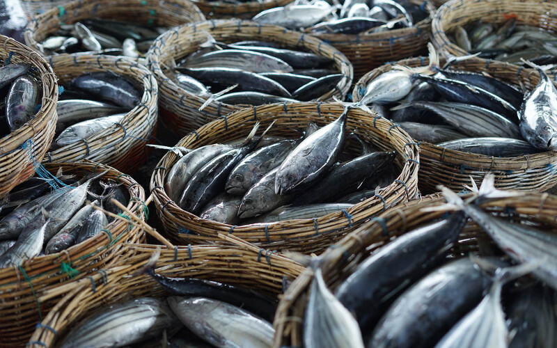 Japanese skipjack tuna