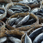 Japanese skipjack tuna