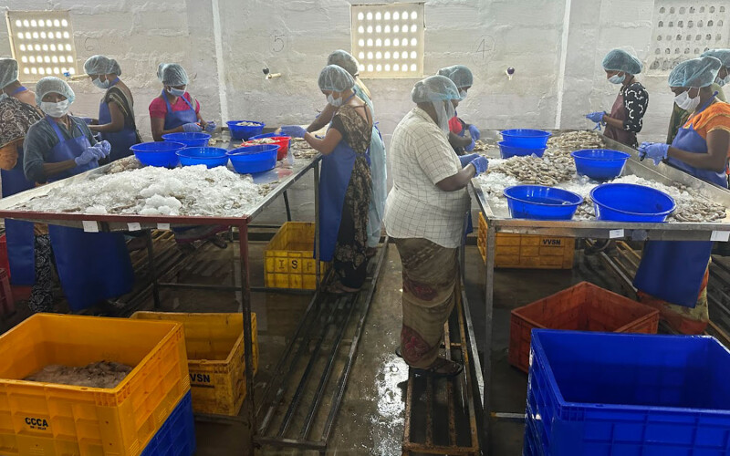 Workers in an Indian shrimp-peeling shed