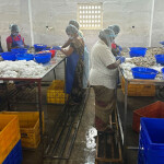 Workers in an Indian shrimp-peeling shed