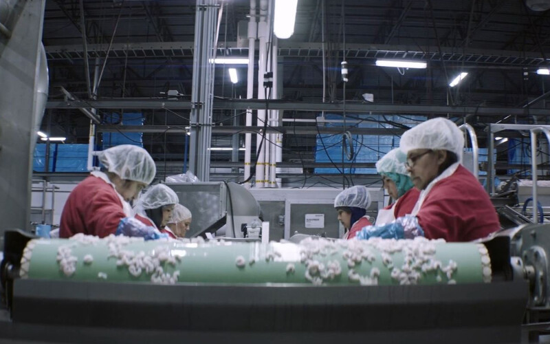 Workers processing shrimp at a Bornstein Seafoods plant