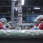Workers processing shrimp at a Bornstein Seafoods plant