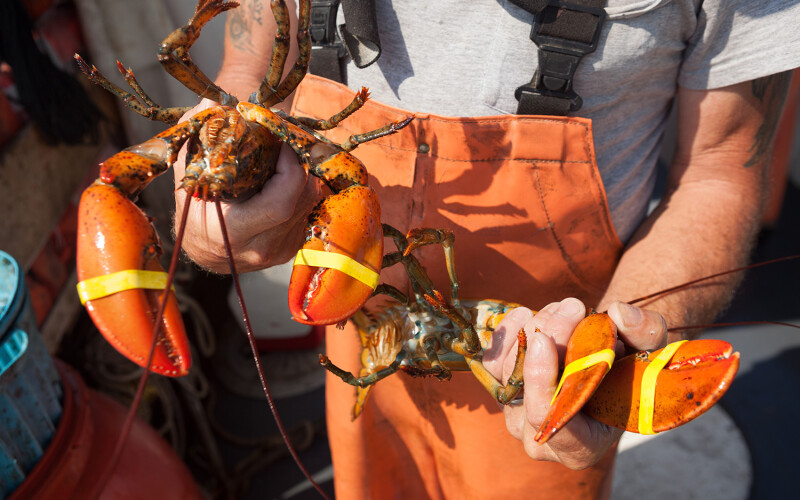 A Maine fisher holds two lobsters