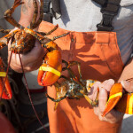 A Maine fisher holds two lobsters