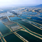 An aerial view of Santa Priscila's shrimp-farming operations
