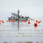 Alaska's Sea Grove Kelp