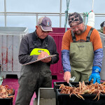 Newfoundland snow crab harvesters surveying crab
