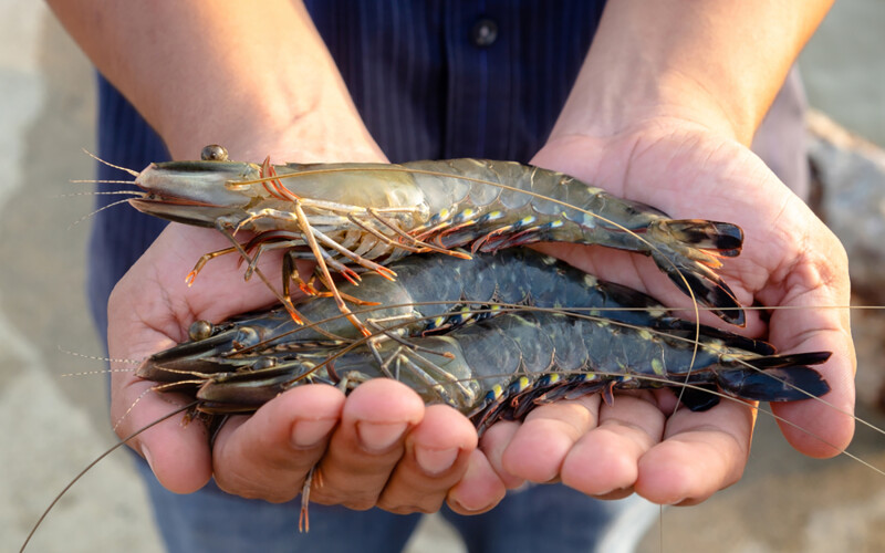 A farmer holds three black tiger shrimp