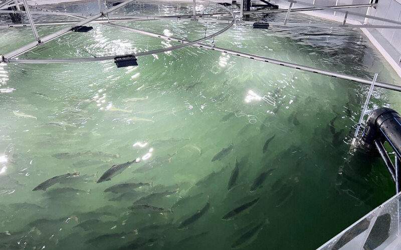 Salmon in a tank at Nordic Aqua's Chinese land-based facility