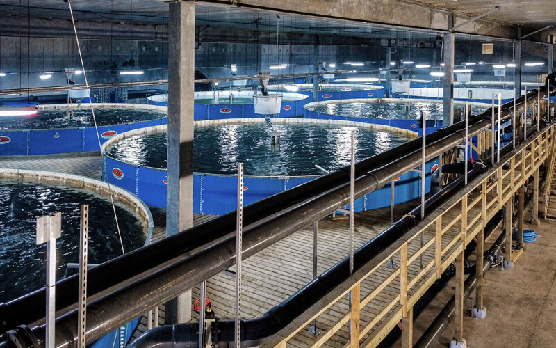 The tank room at Sustainable Blue's operations in Canada