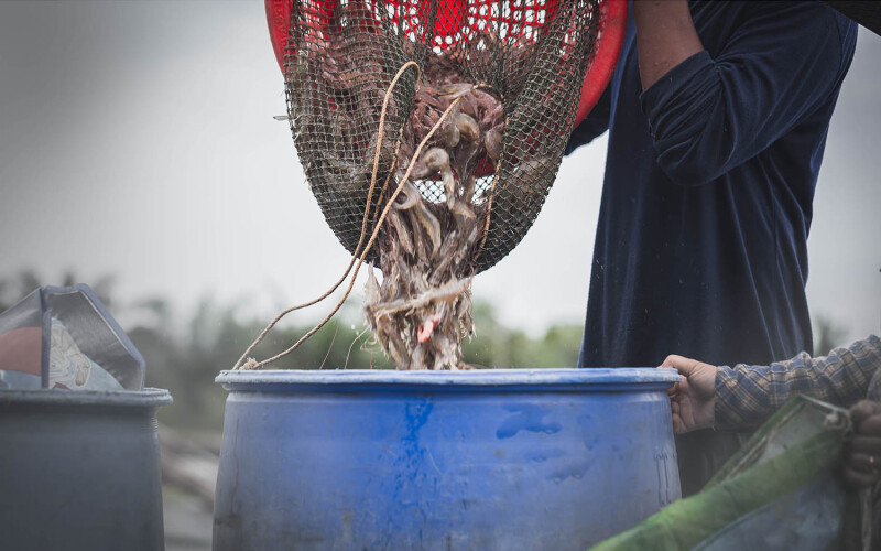 A worker pouring a net of white shrimp into a container