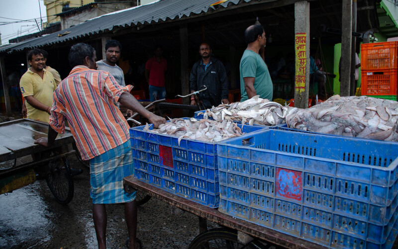 Fish being brought ashore in Digha, West Bengal, India